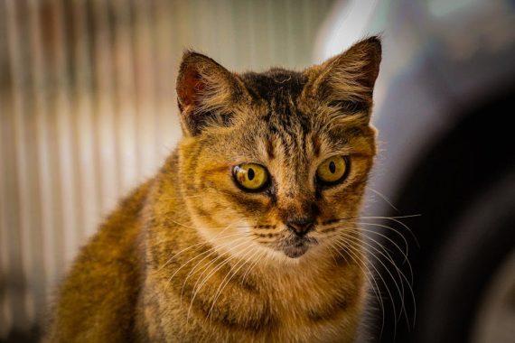 乳癌第二期存活率：了解現狀與展望未來